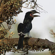 Trumpeter Hornbill