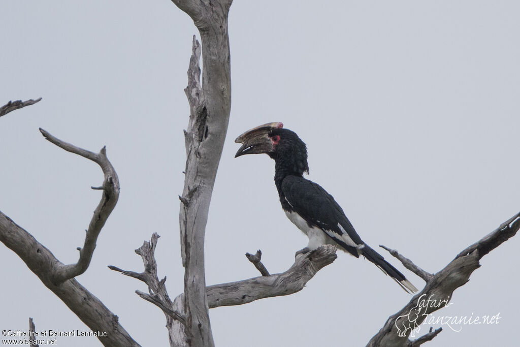 Trumpeter Hornbill male adult, identification