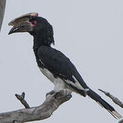 Trumpeter Hornbill