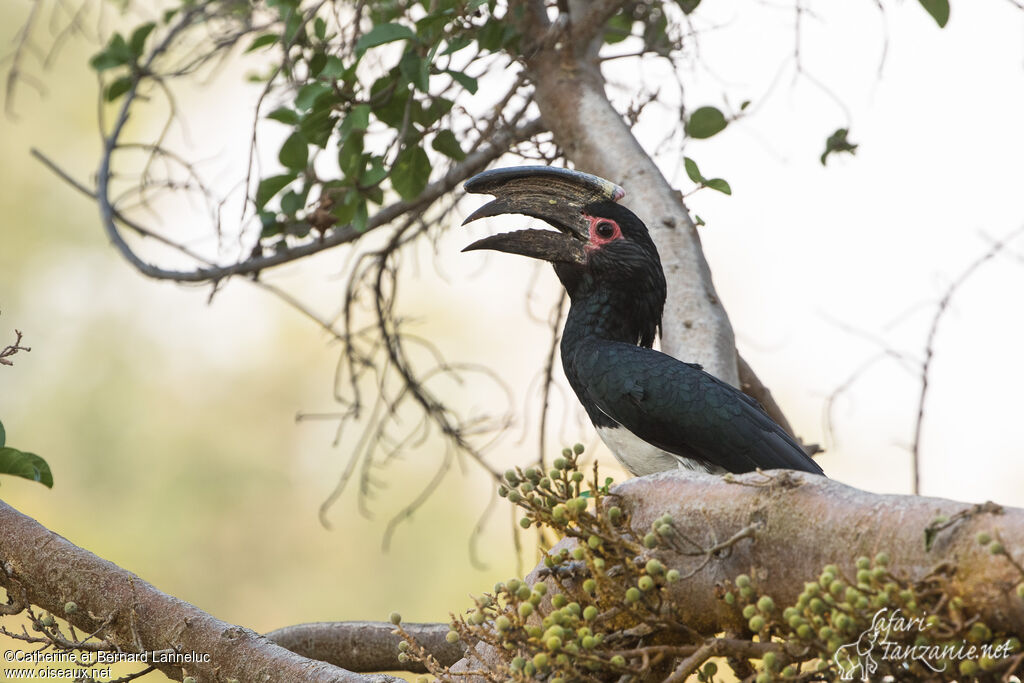 Trumpeter Hornbill male adult, Behaviour