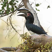 Trumpeter Hornbill