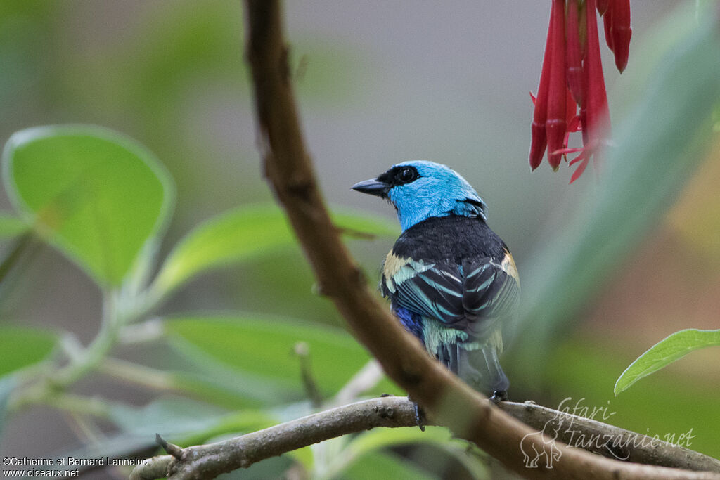 Calliste à cou bleuadulte, identification