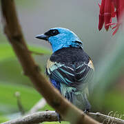 Blue-necked Tanager