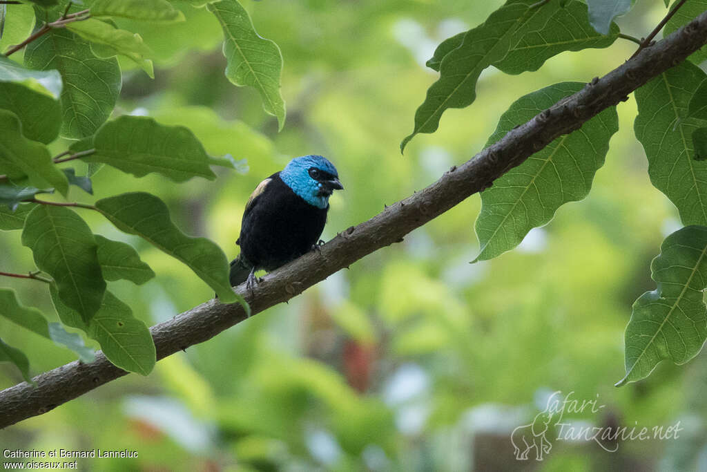 Calliste à cou bleu femelle adulte, identification