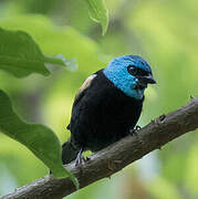 Blue-necked Tanager