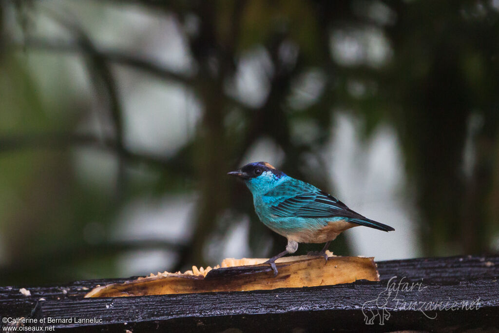 Golden-naped Tanager