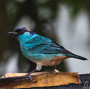 Golden-naped Tanager