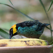 Saffron-crowned Tanager