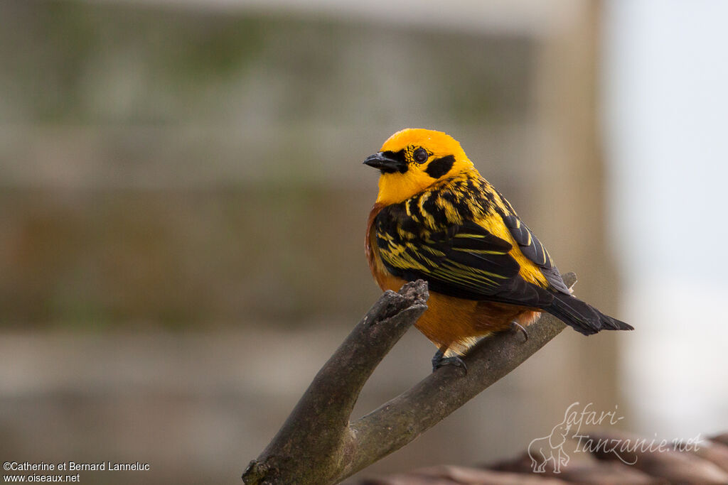 Golden Tanageradult, identification