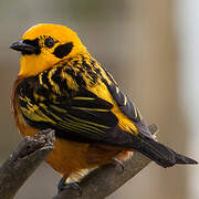 Golden Tanager