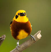 Golden Tanager