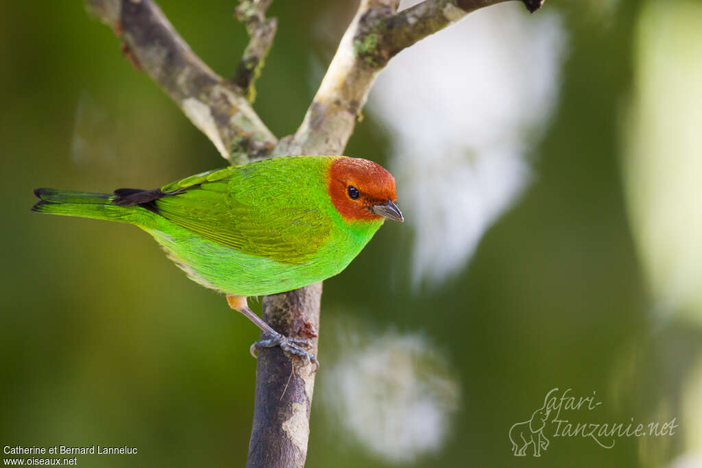 Bay-headed Tanageradult, identification