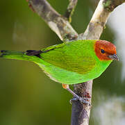 Bay-headed Tanager