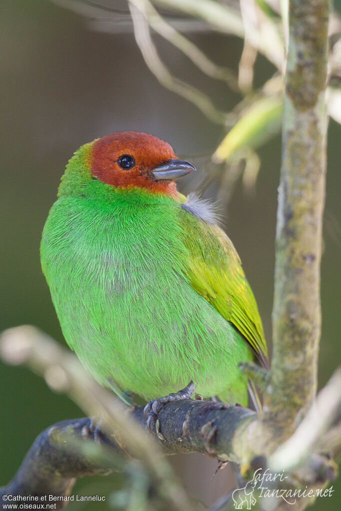 Bay-headed Tanageradult, aspect