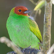 Bay-headed Tanager