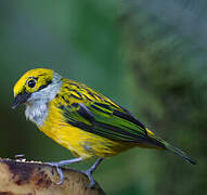 Silver-throated Tanager