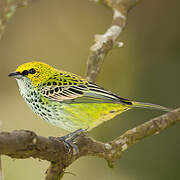 Speckled Tanager