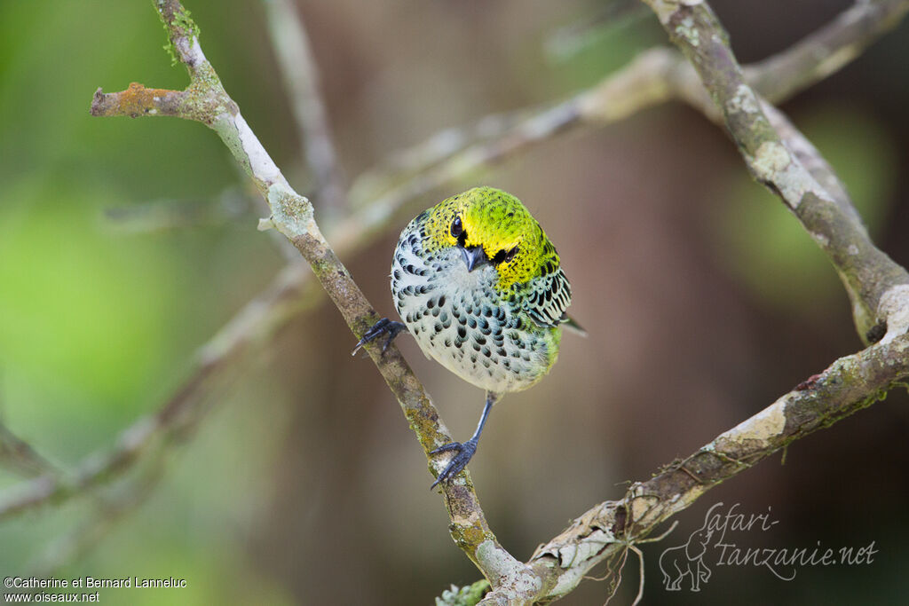 Speckled Tanageradult, Behaviour