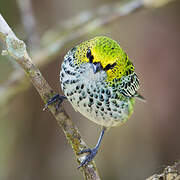 Speckled Tanager