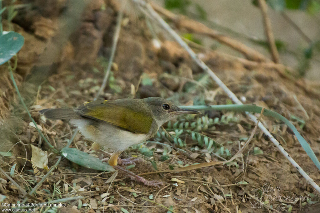 Camaroptère à dos grisimmature, identification