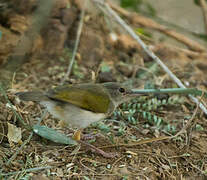 Grey-backed Camaroptera