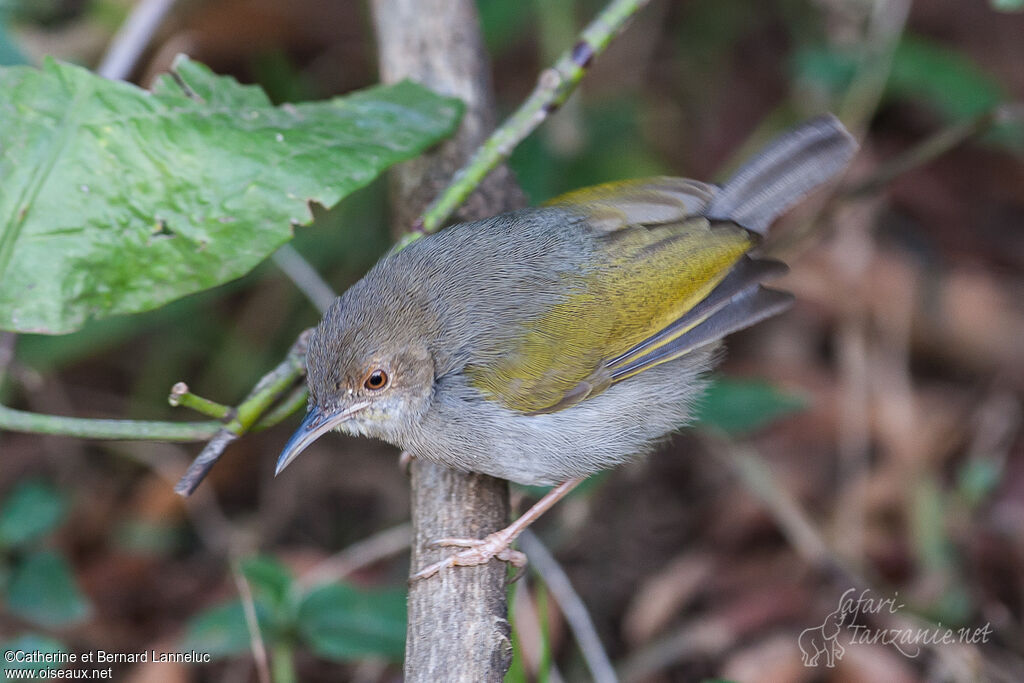 Camaroptère à dos grisadulte, identification