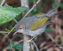 Grey-backed Camaroptera