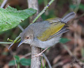 Camaroptère à dos gris