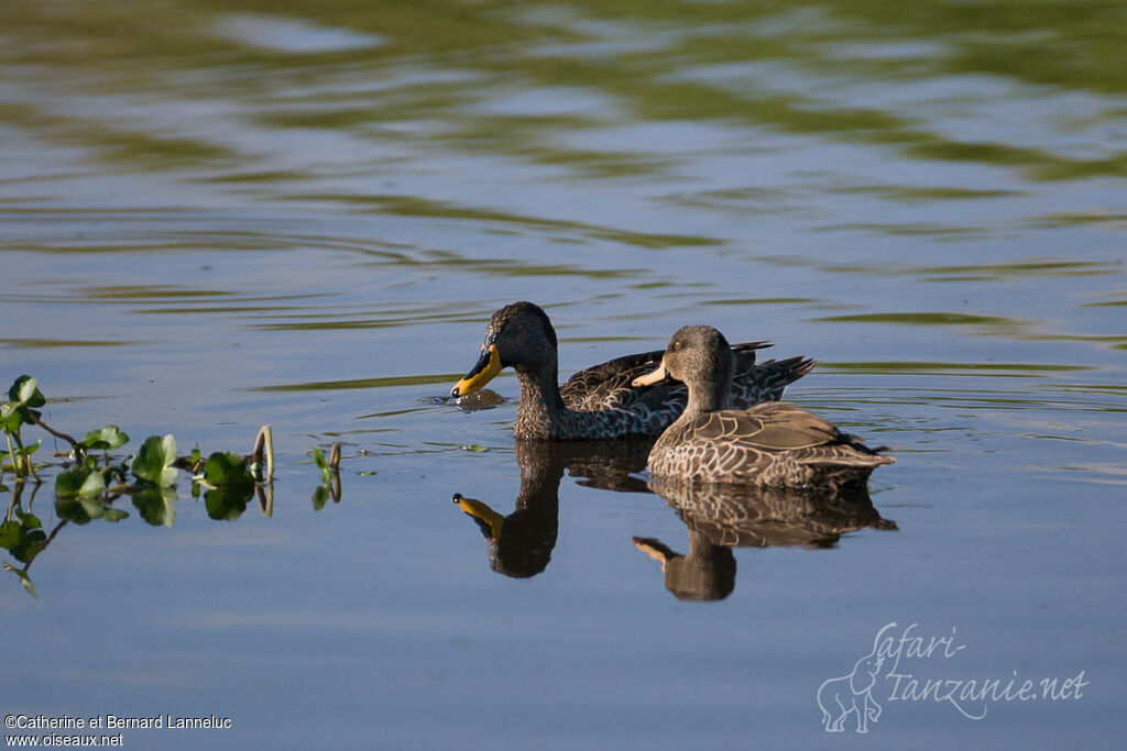 Yellow-billed Duckadult, swimming