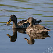 Yellow-billed Duck