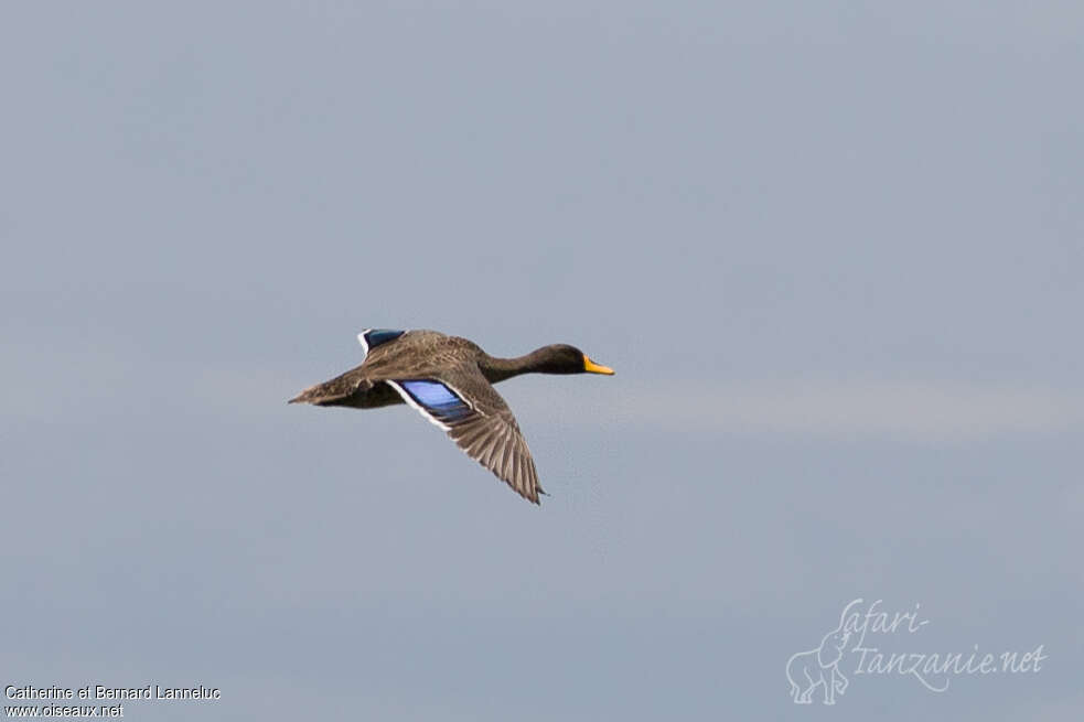 Yellow-billed Duck, pigmentation, Flight