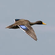 Canard à bec jaune