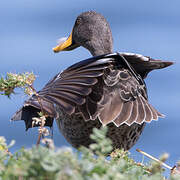 Yellow-billed Duck