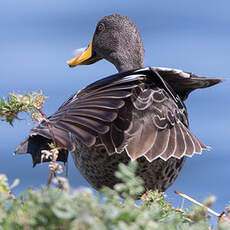 Canard à bec jaune