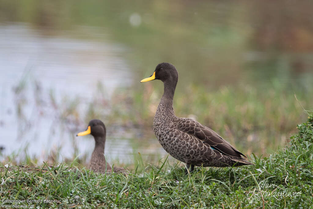 Canard à bec jauneadulte, identification