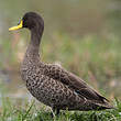 Canard à bec jaune