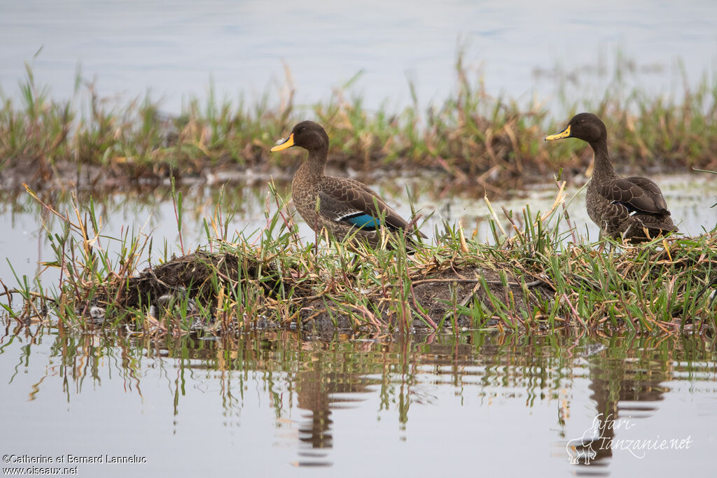 Canard à bec jauneadulte, habitat, Comportement