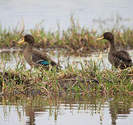 Yellow-billed Duck