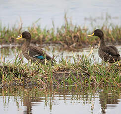 Canard à bec jaune