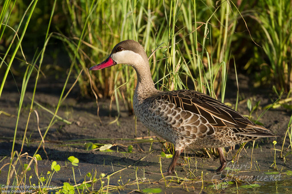 Canard à bec rougeadulte, identification