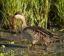 Canard à bec rouge