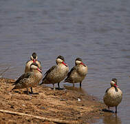 Canard à bec rouge