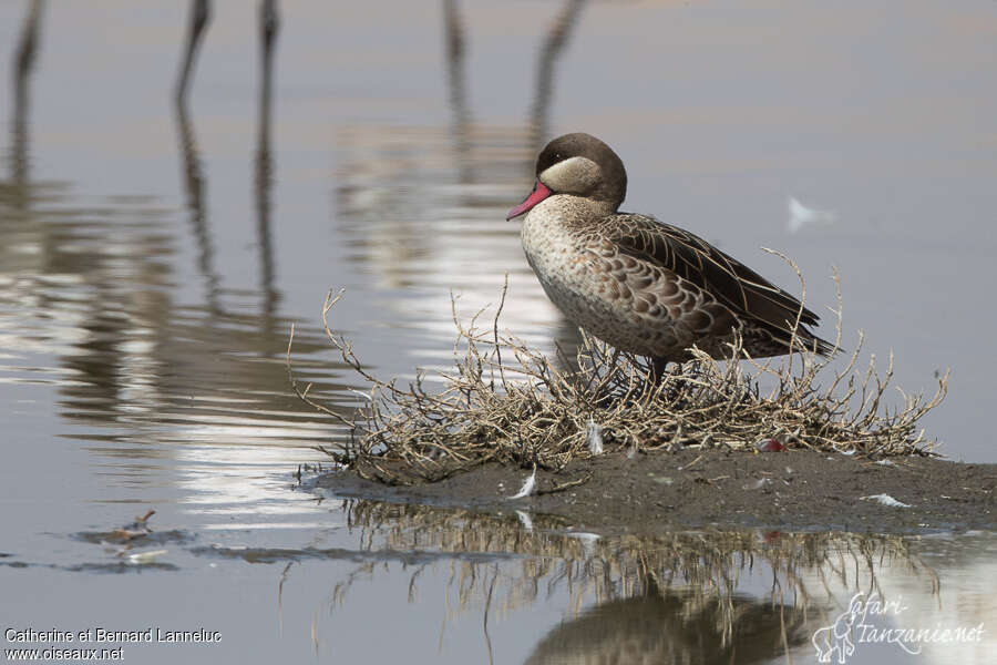 Red-billed Tealadult, identification