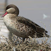 Canard à bec rouge