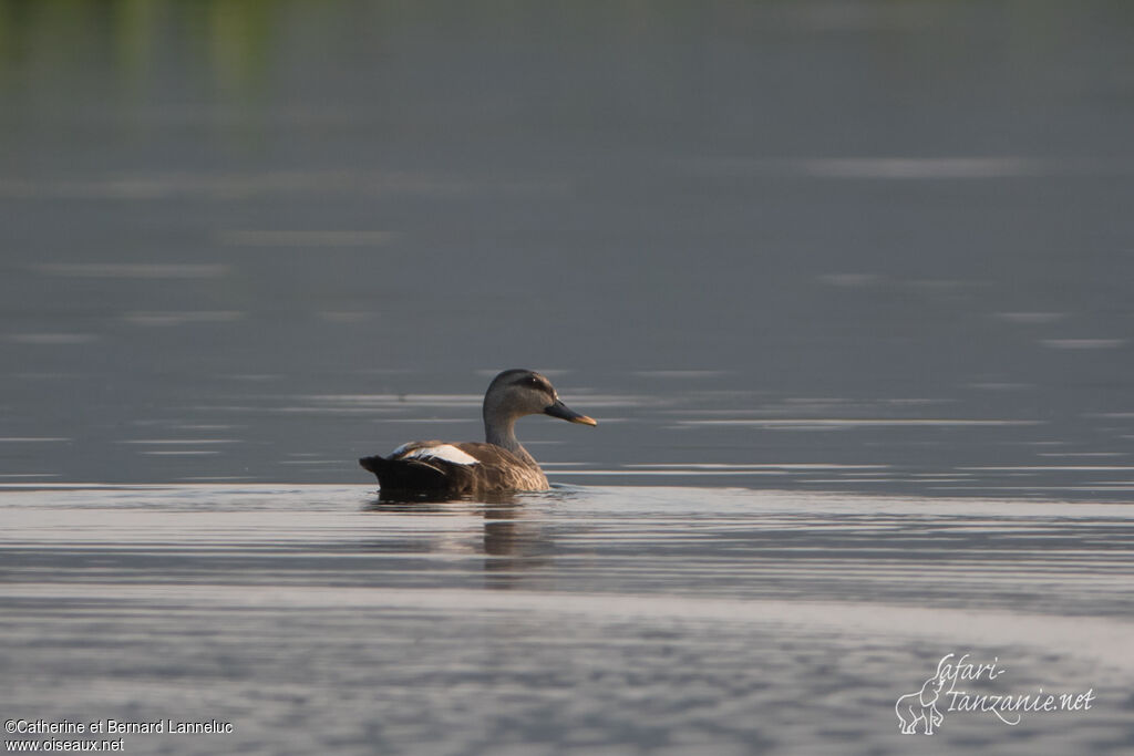 Indian Spot-billed Duckadult