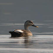 Indian Spot-billed Duck