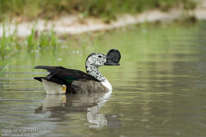 Knob-billed Duck male adult breeding, pigmentation, swimming