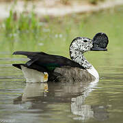 Knob-billed Duck