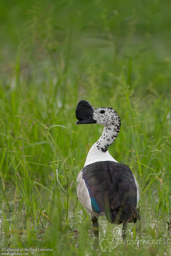 Knob-billed Duck male adult breeding