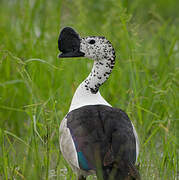 Knob-billed Duck